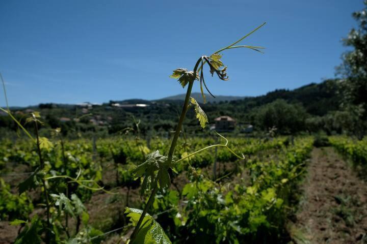 Quinta De Vodra Villa Seia Bagian luar foto