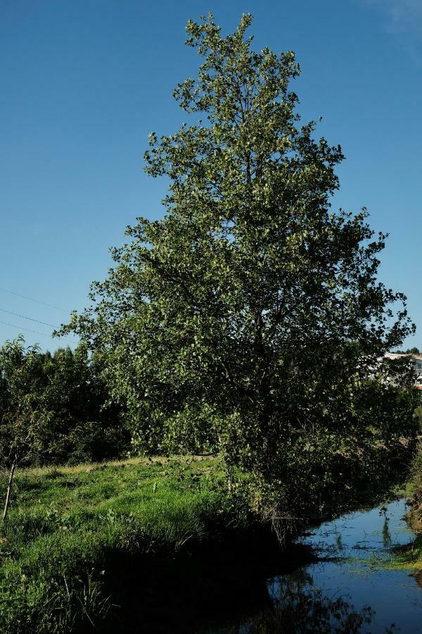 Quinta De Vodra Villa Seia Bagian luar foto